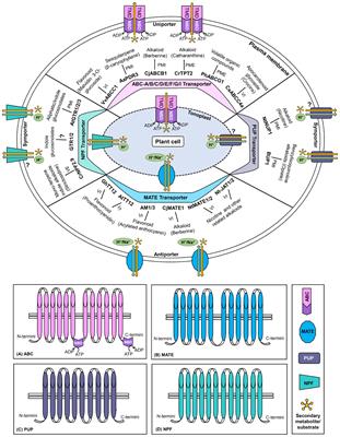 Plant Secondary Metabolite Transporters: Diversity, Functionality, and Their Modulation